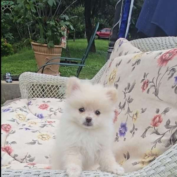 Eric, Pomeranian Puppy